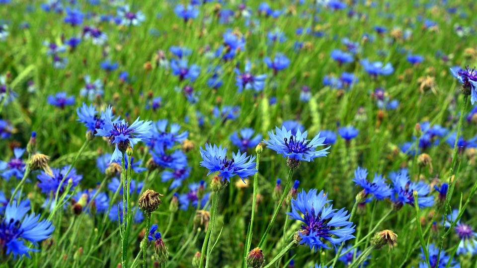 L'eau de bleuet comment l'utiliser ?