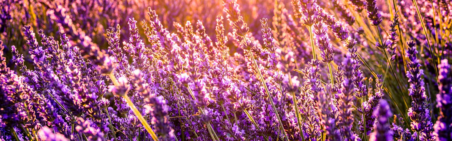 Découvrez les douces senteurs de nos cosmétiques 100 % Provence 